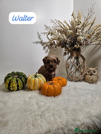 Cavapoo dogs - Advert 11