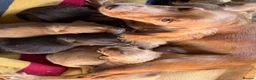 Cocker Spaniel dogs for sale: TOP CLASS KC COCKER SPANIELS  - Advert 8