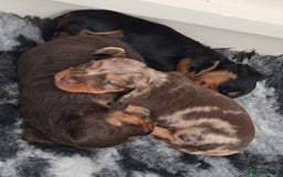 Miniature Dachshund dogs for sale: Amazing longhaired Miniature Dachshunds - Image 13