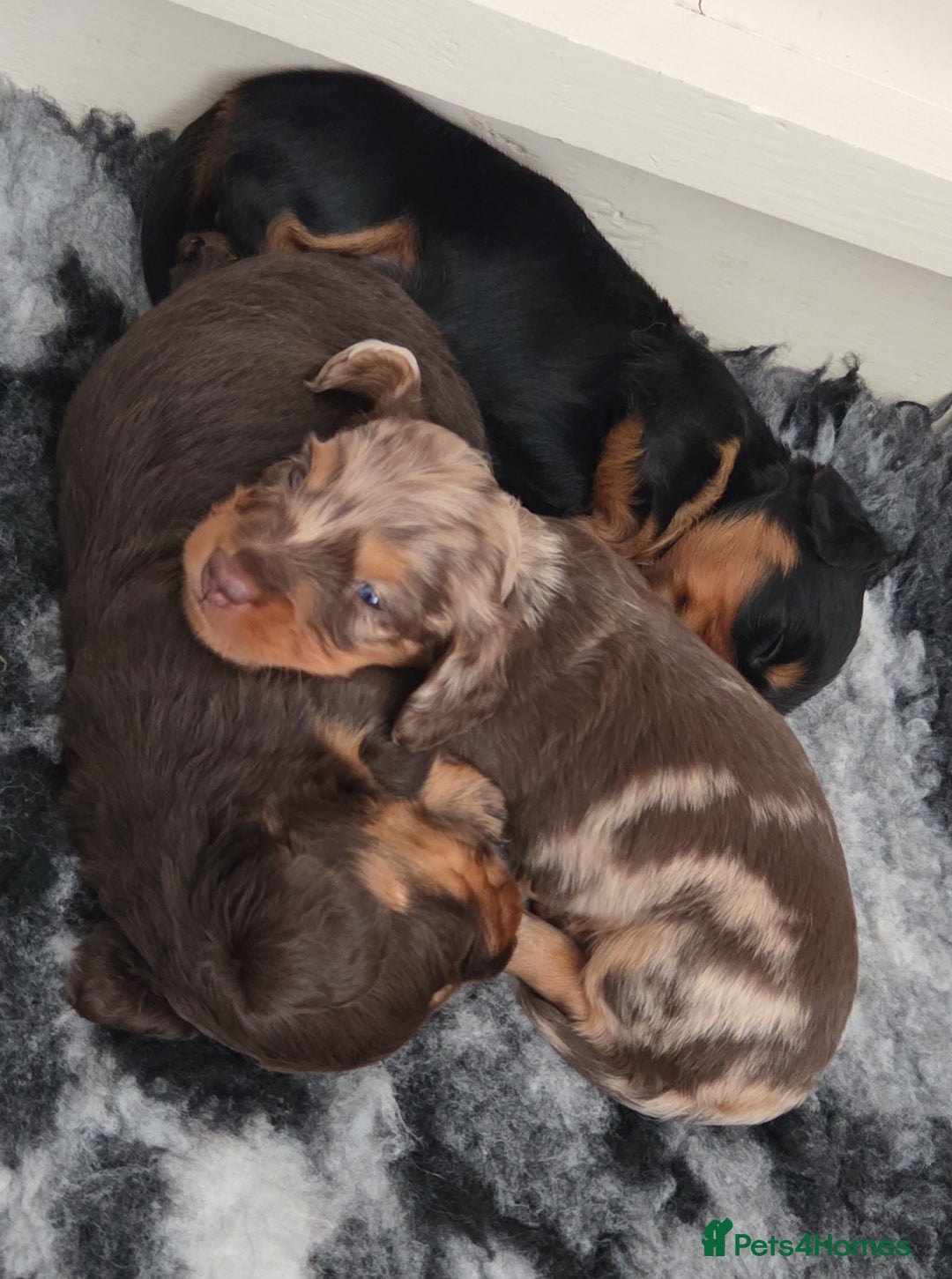 Miniature Dachshund dogs for sale: Amazing longhaired Miniature Dachshunds - Image 13