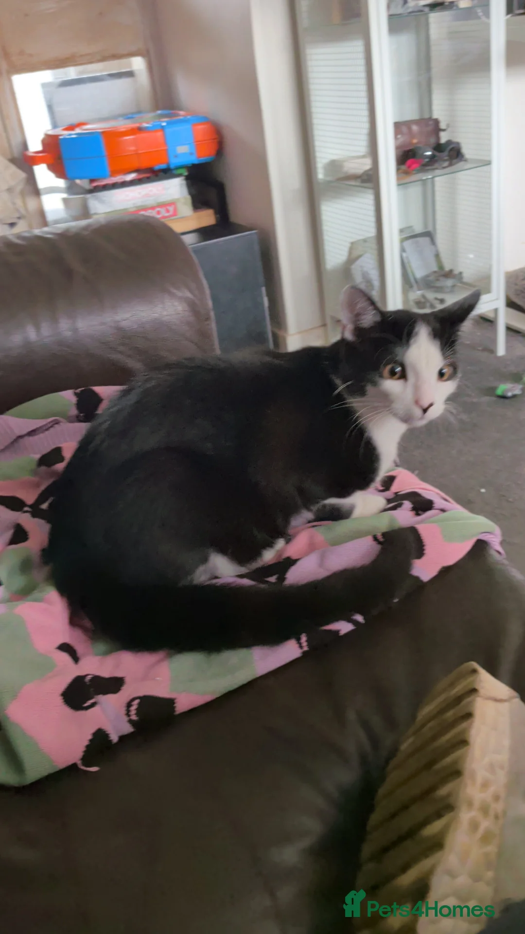 Mixed Breed cats for sale: Spock aka Meep - Advert 2