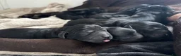 Labrador Retriever dogs for sale: Labrador Full Pedigree-Black - Advert 4