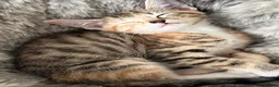 Mixed Breed cats for sale: 6 lovely female kittens.  - Advert 34
