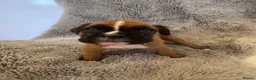 Boxer dogs for sale: Boxer puppies for sale  in Axbridge - Advert 7