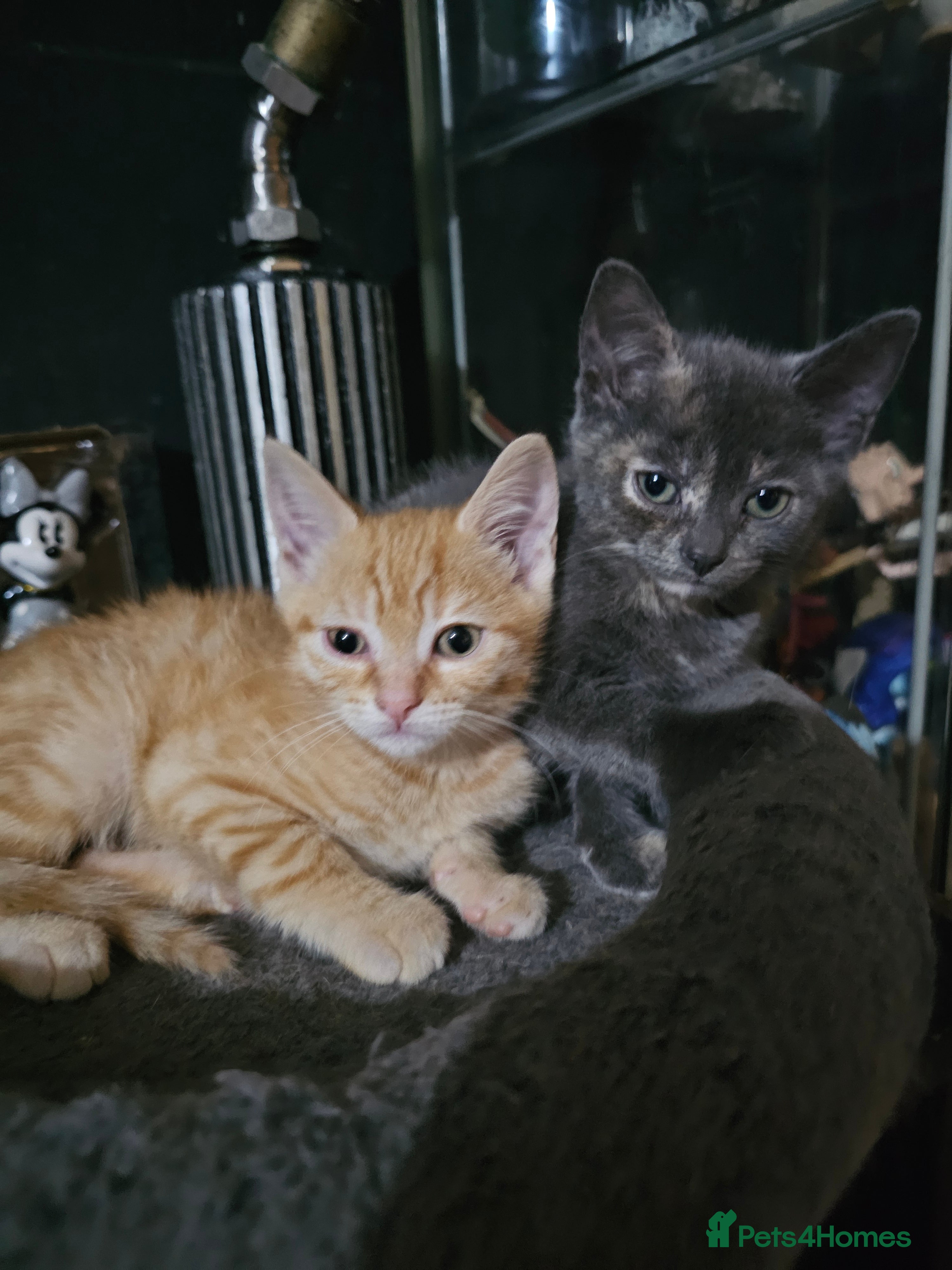 Mixed Breed cats 1 ginger male and 1 grey female kitten - Advert 11
