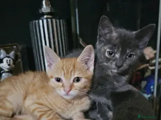 Mixed Breed cats 1 ginger male and 1 grey female kitten - Advert 1