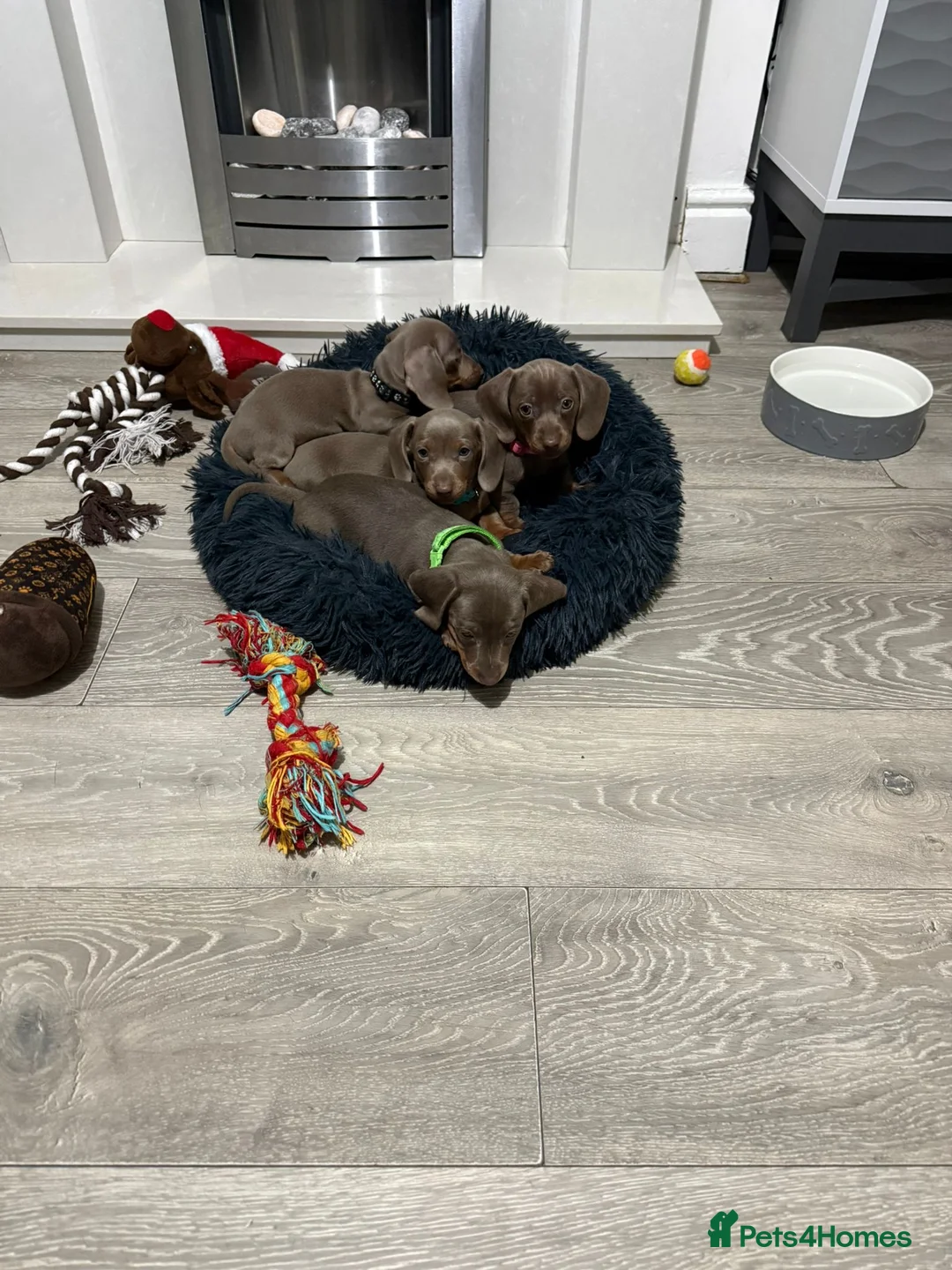 Miniature Dachshund dogs for sale: PRA Clear Miniature Dachshund Puppies  - Advert 14