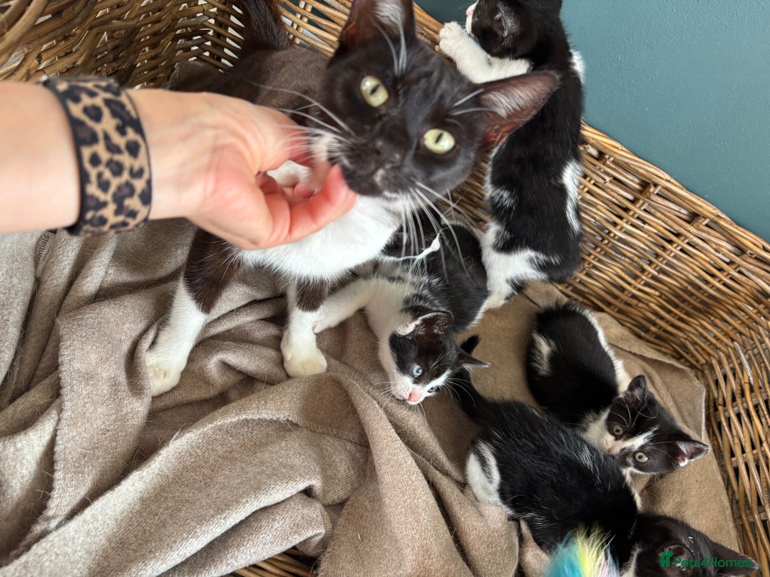 Domestic Shorthair cats for sale: Adorable, friendly playful bicolour kittens - Image 13