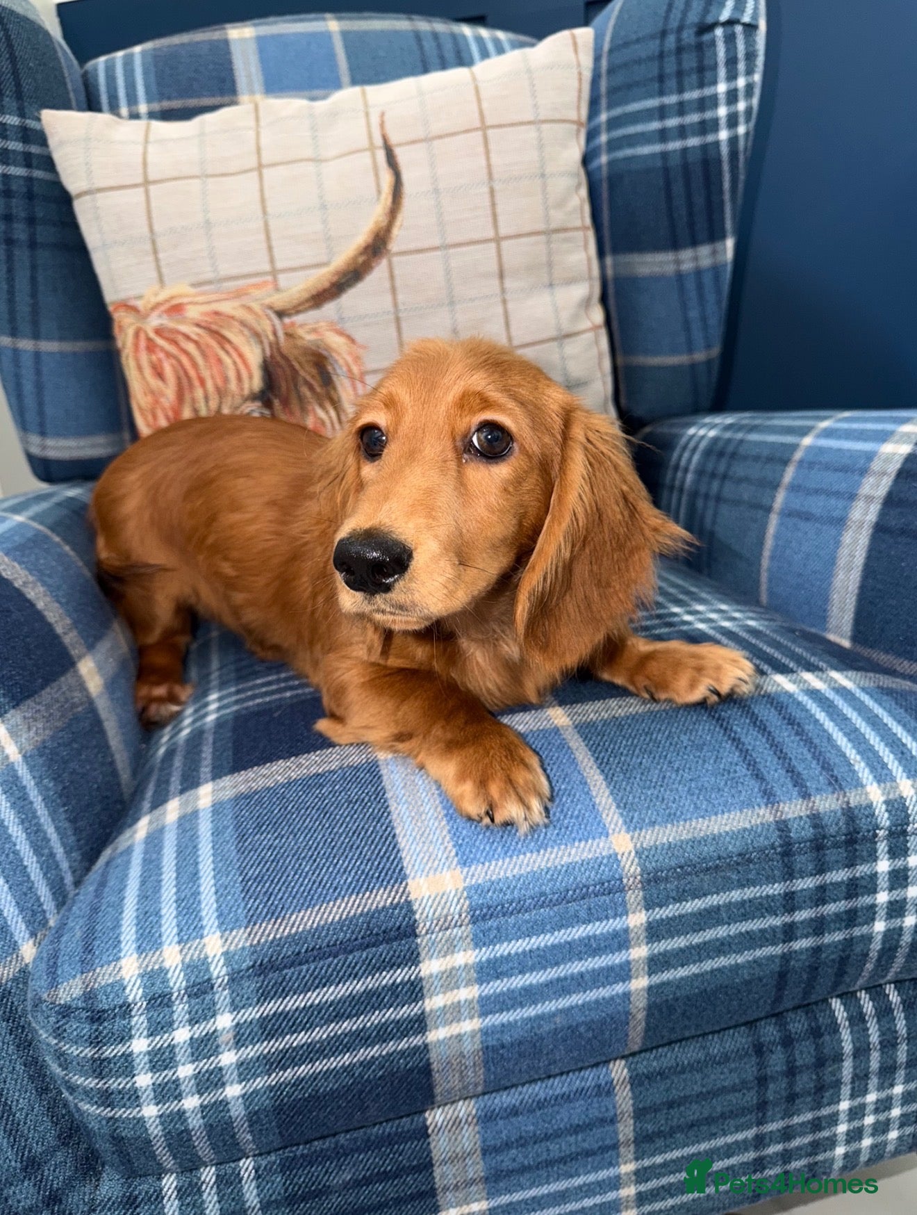 Miniature Dachshund dogs 🩷Stunning Long Haired Mini Dachshunds💙 - Advert 1