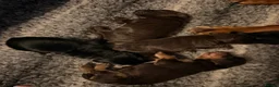 Cocker Spaniel dogs for sale: KC, health tested working cocker Spaniel puppies - Advert 3