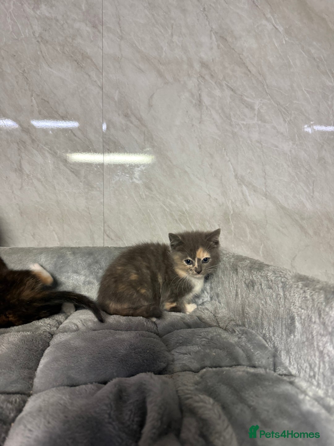 Ragdoll cats for sale: Half Ragdoll Kittens - Advert 6