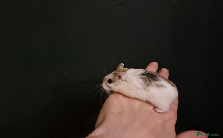 Hamster rodents - Advert 4