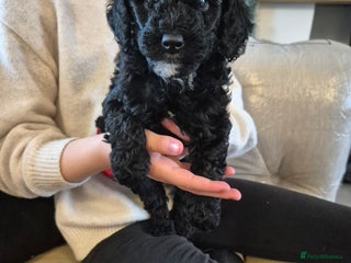 Miniature Poodle dogs Only 3 beautiful black miniature poodles left - Advert 7