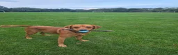 Labrador Retriever dogs for stud: Bruce - Advert 6