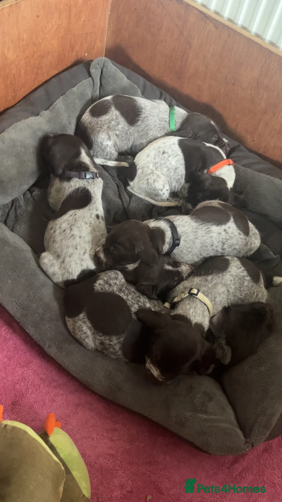 Mixed Breed dogs for sale: German pointers  - Advert 9