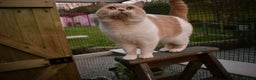 British Shorthair cats for stud: CHAMPION KAROWBIST FLOYDER  in Ruardean - Advert 11
