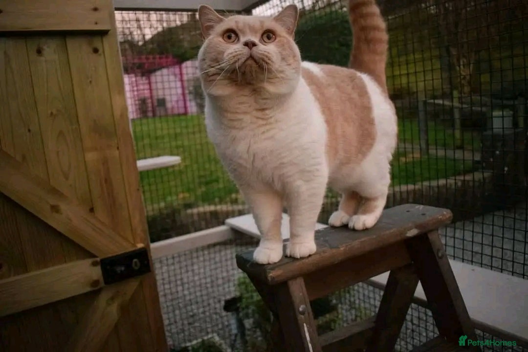 British Shorthair cats for stud: CHAMPION KAROWBIST FLOYDER  in Ruardean - Advert 11