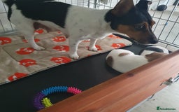 Jack Russell dogs for sale: Jack Russell puppies  - Image 19