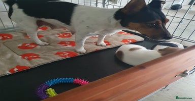 Jack Russell dogs - Advert 15