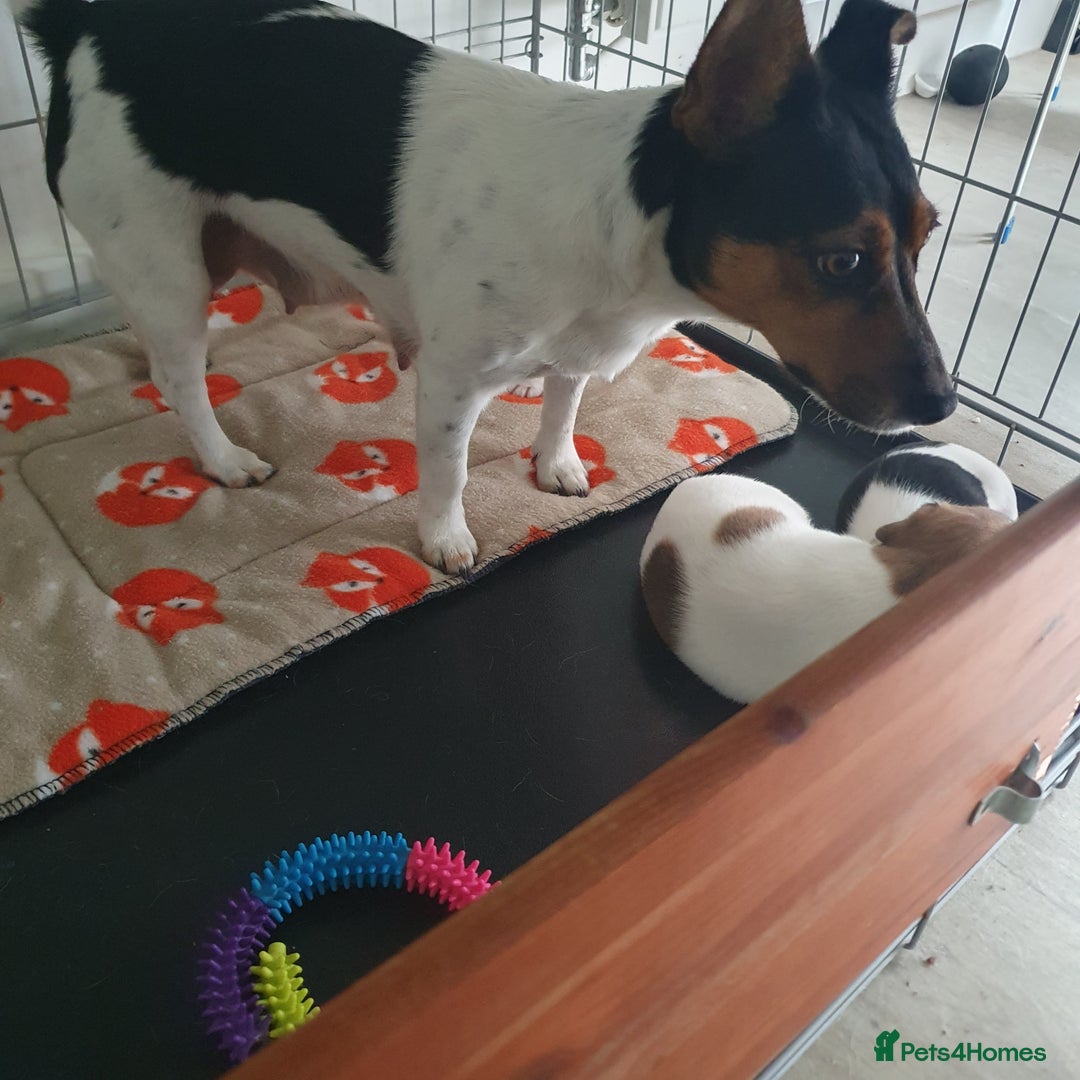 Jack Russell dogs for sale: Jack Russell puppies  - Image 19