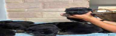 German Shepherd 4