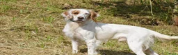 English Setter dogs for adoption: Parchi (Lucas) in Chesterfield - Advert 1