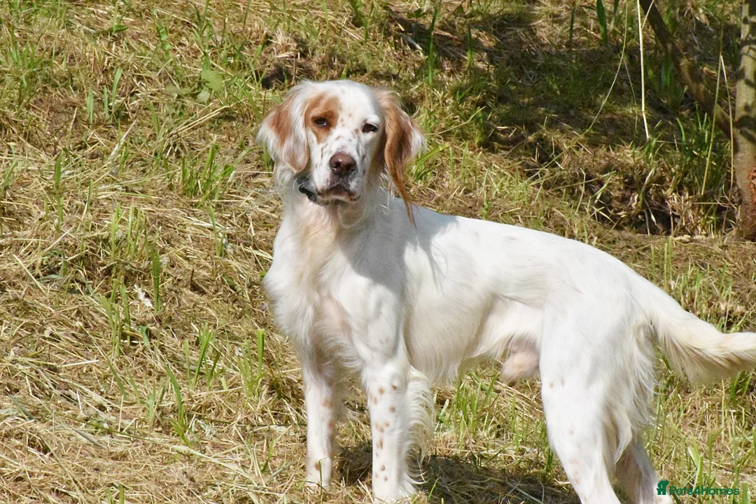 English Setter dogs for adoption: Parchi (Lucas) in Chesterfield - Advert 1