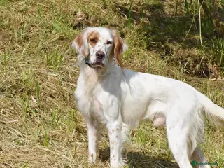 English Setter dogs Parchi (Lucas) - Advert 1