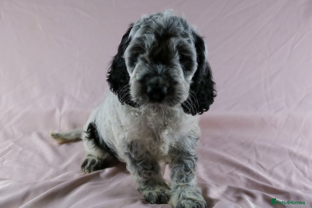 Cockapoo dogs for sale: Ready now beautiful litter F1B cockapoo puppies  in Leicester - Image 13