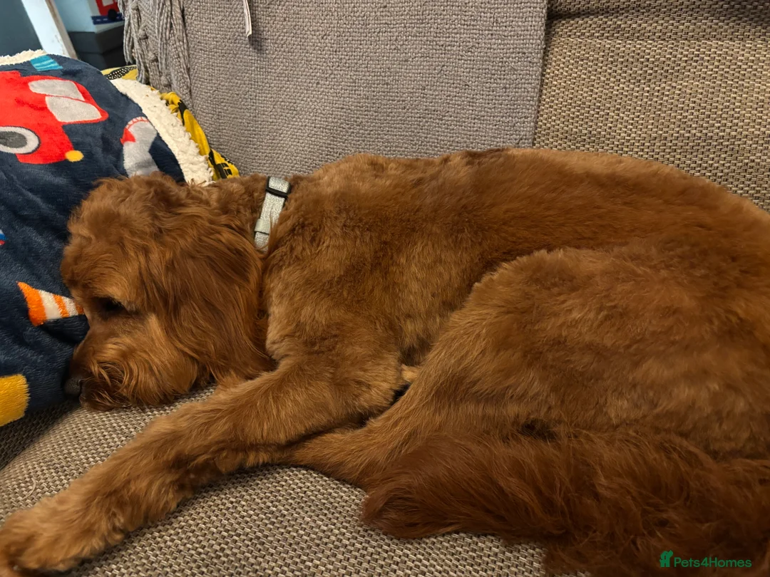 Cavapoo dogs for stud: F1 Cavapoo stud dog - Advert 4