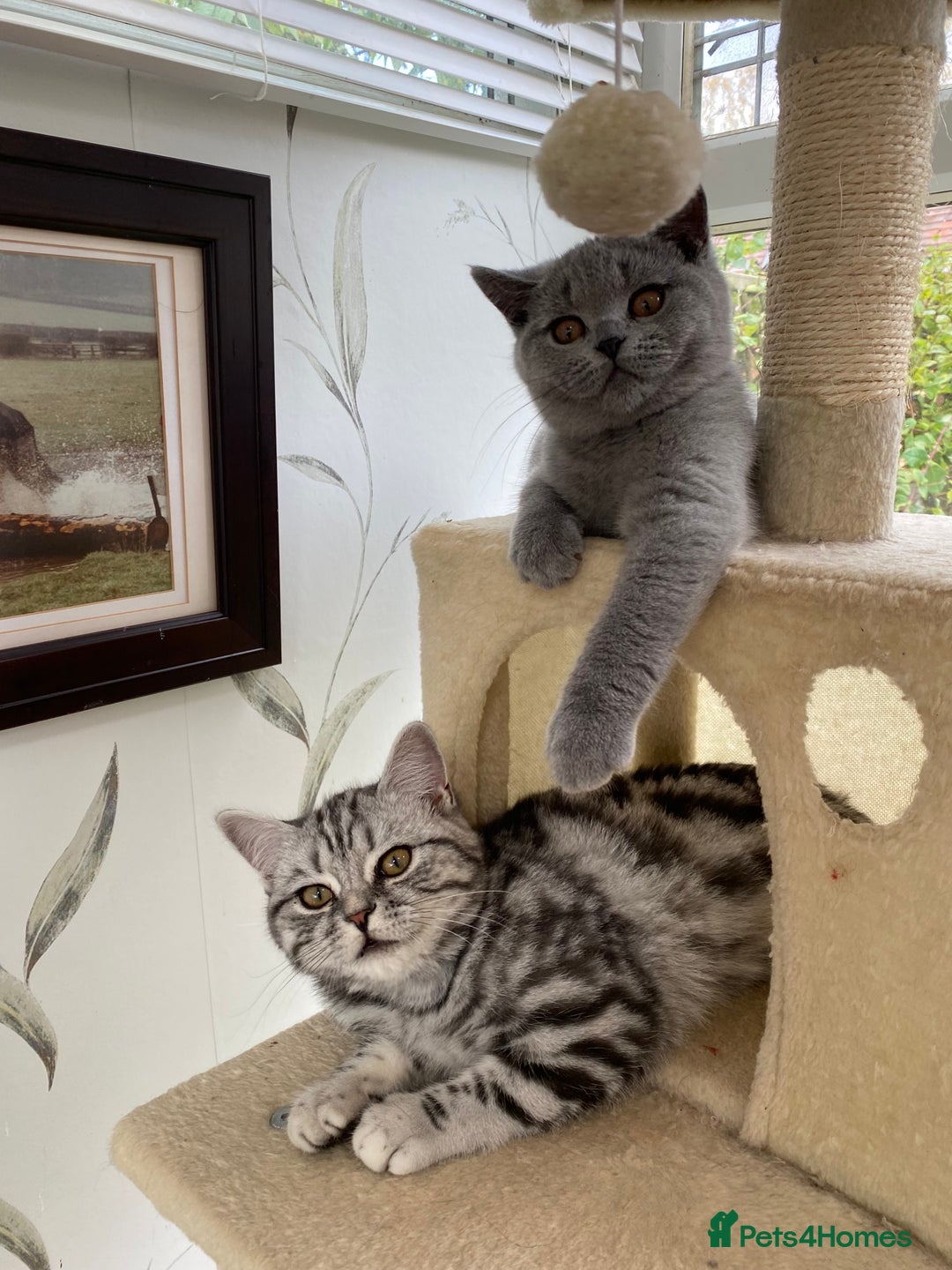 British Shorthair cats for sale: Black silver tabby British Shorthair kittens  in Tewkesbury - Image 5