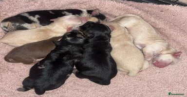 Chiweenie dogs - Advert 3