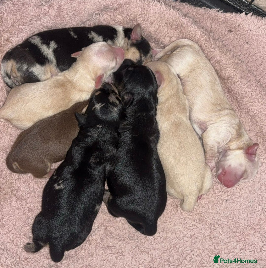 Chiweenie dogs for sale: Gorgeous Mini Dachshund X Puppies🐾 - Image 3
