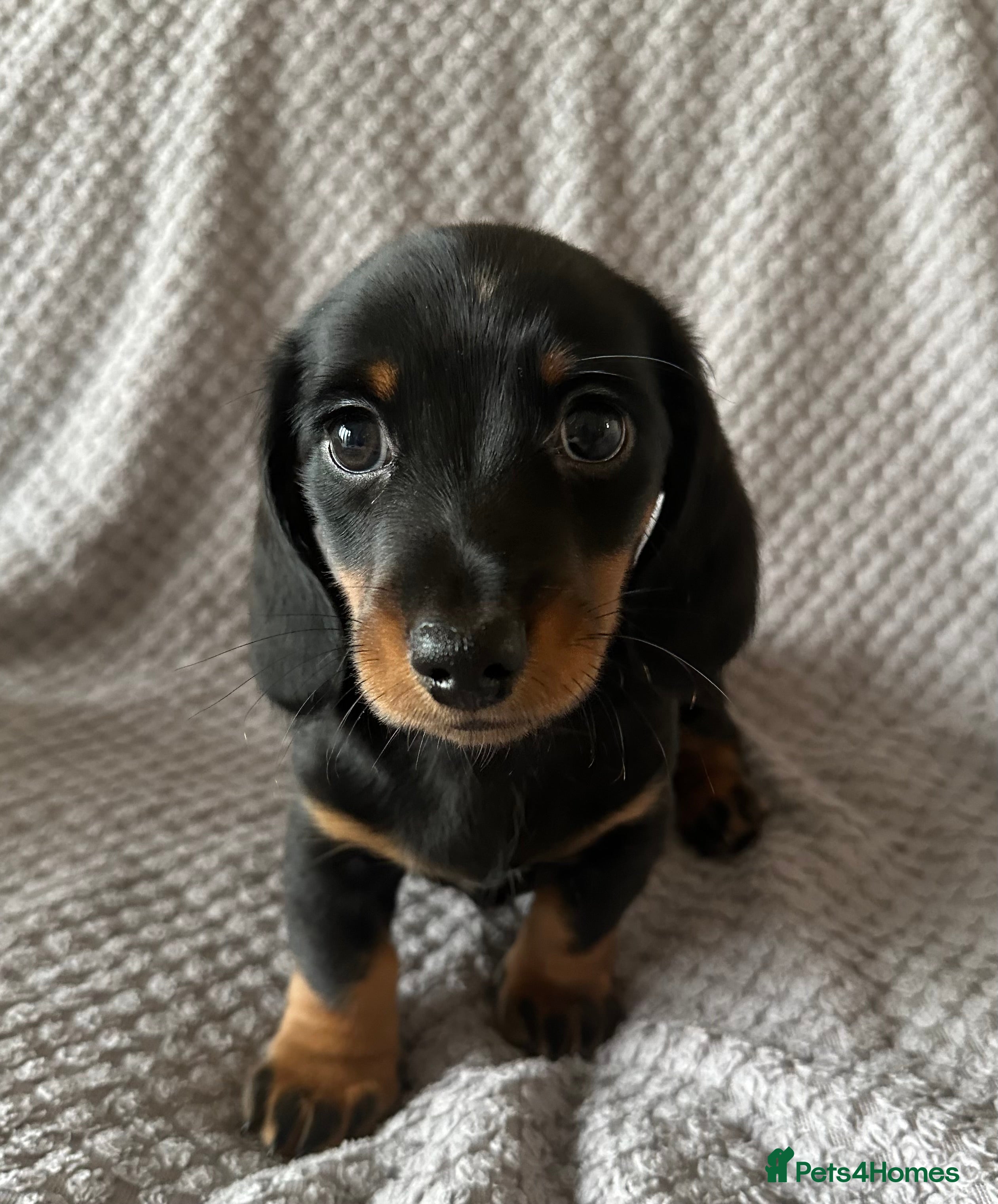 Miniature Dachshund dogs KC Reg - 1 puppy looking for his forever home - Advert 8