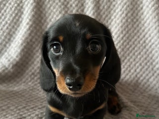 Miniature Dachshund dogs KC Reg - 1 puppy looking for his forever home - Advert 2