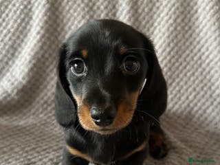 Miniature Dachshund dogs KC Reg - 1 puppy looking for his forever home - Advert 17
