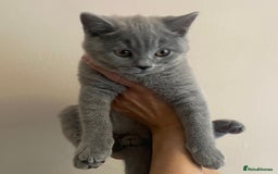 British Shorthair cats for sale: *Nearly Ready* GCCF Registered BSH Kittens  - Image 1