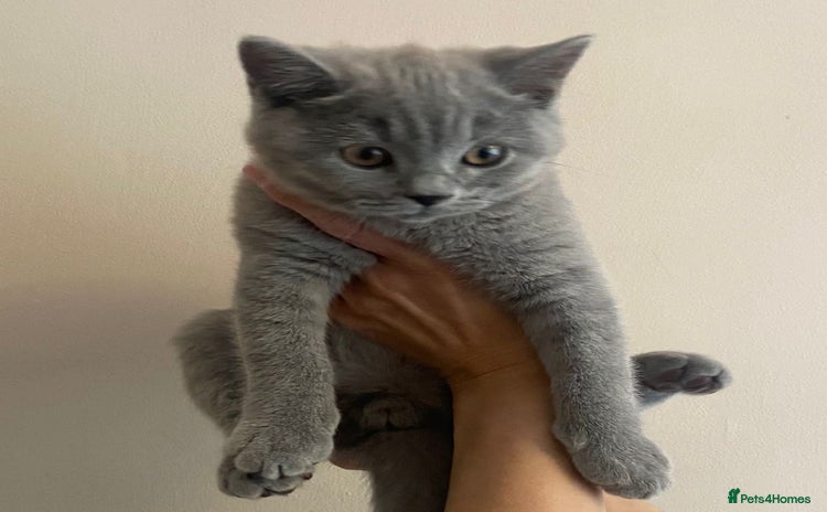 British Shorthair cats - Advert 4
