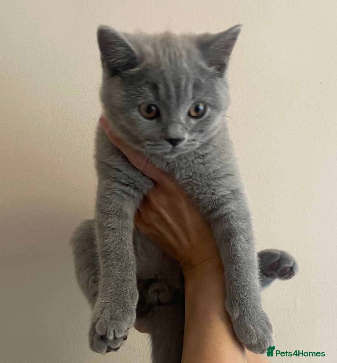 British Shorthair cats for sale: *Nearly Ready* GCCF Registered BSH Kittens  - Image 1