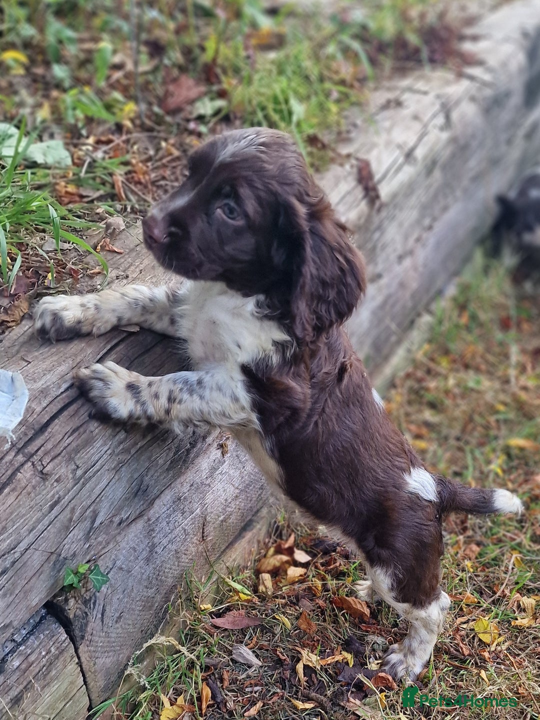 English Springer Spaniel dogs for sale: A* English Springer Spaniel Puppies - Image 4