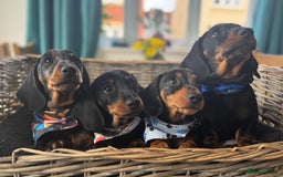 Miniature Dachshund dogs for sale: 🐾Ready to go!!! Reduced KC, Puppies.🐾 - Image 1