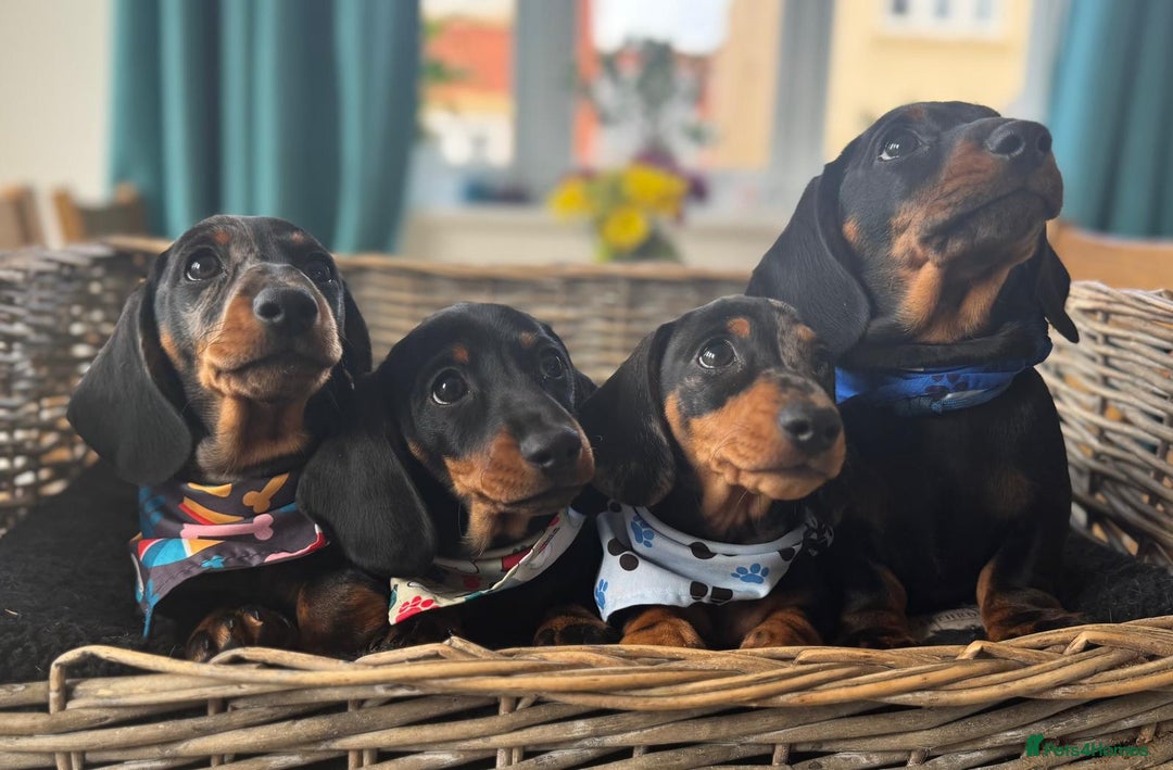 Miniature Dachshund dogs for sale: 🐾Ready to go!!! Reduced KC, Puppies.🐾 - Image 1