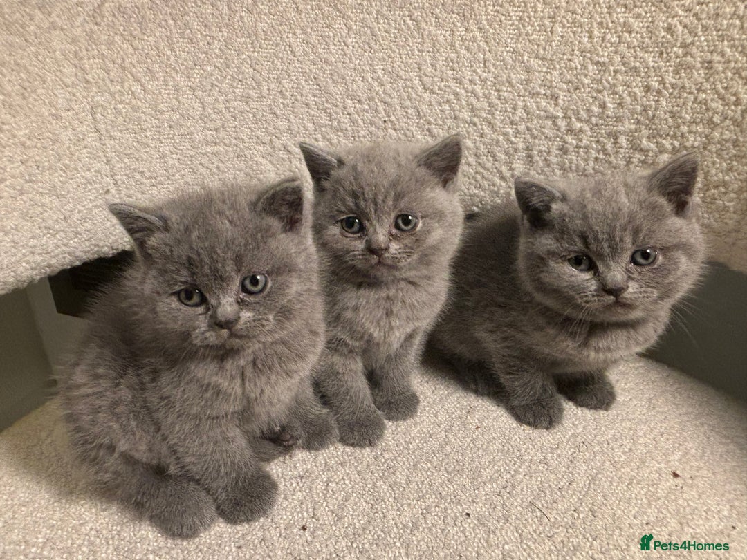British Shorthair cats for sale: Only 1 girl left!! Pure British shorthair kittens  - Advert 23