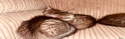 Maine Coon cats for sale: Playful, cuddly kittens  - Advert 10