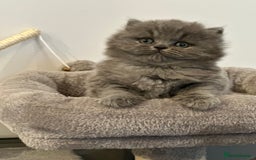 British Longhair cats for sale: Beautiful British Blue Longhair Kitten - Image 7