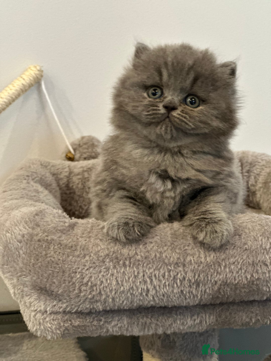 British Longhair cats for sale: Beautiful British Blue Longhair Kitten - Image 7
