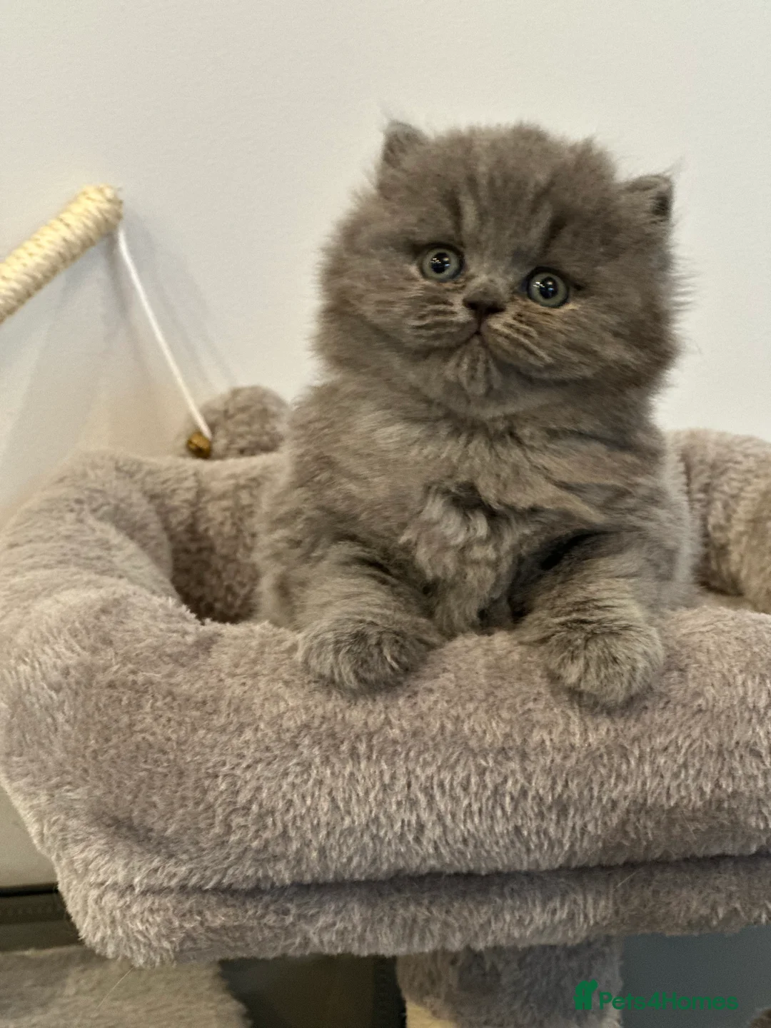 British Longhair cats for sale: Beautiful British Blue Longhair Girl  - Advert 11