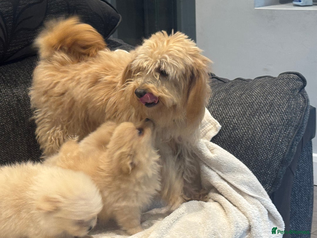 Cockapoo dogs for sale: Cockapoo puppies  - Image 10