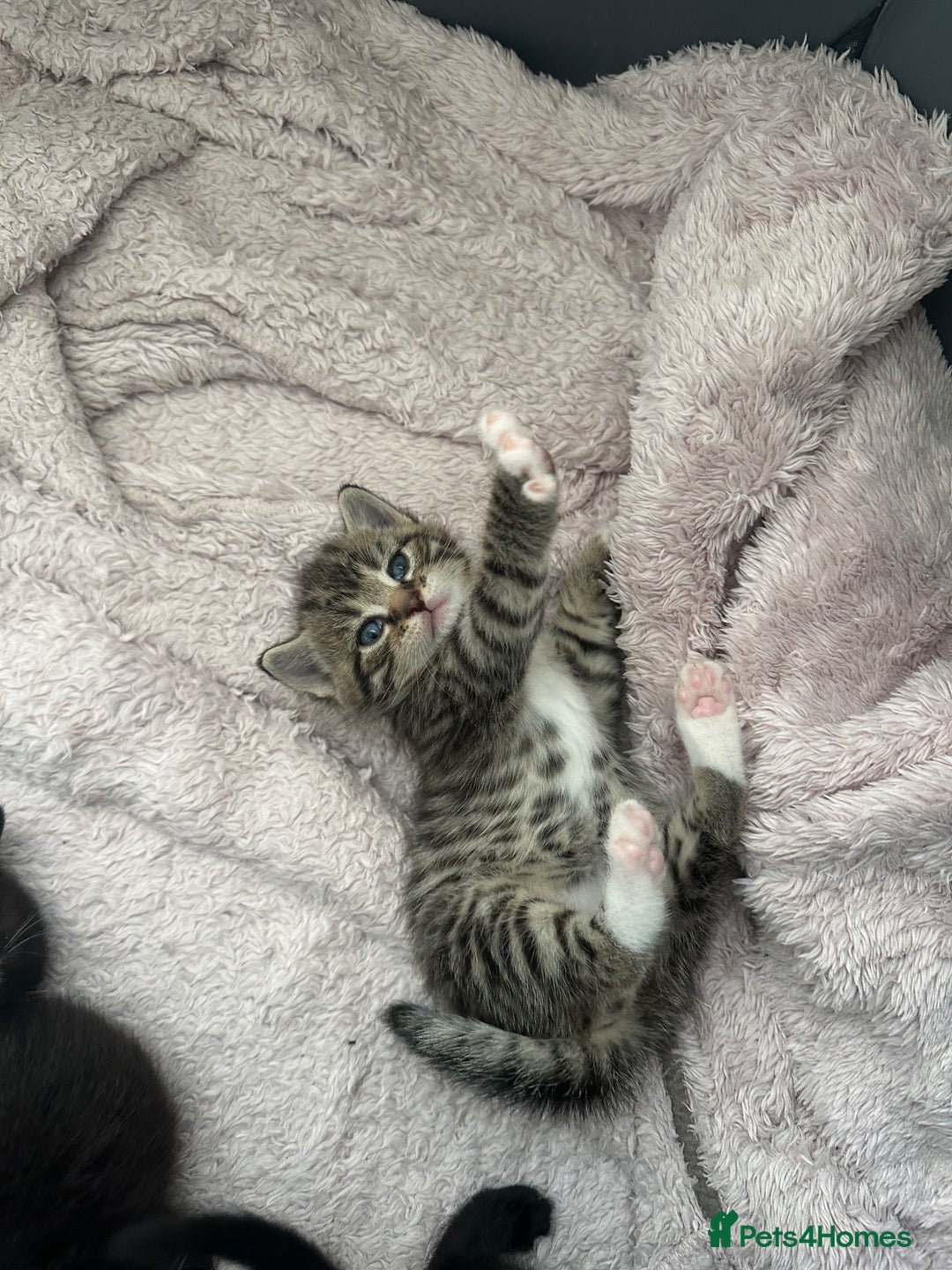 Domestic Shorthair cats for sale: Gorgeous kittens - Image 1