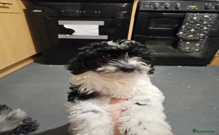 Maltipoo dogs - Advert 15
